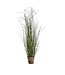 Potted Onion Grass Green Small