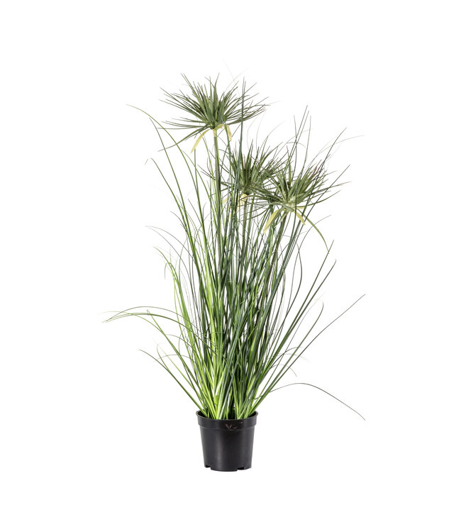 Potted Grass With 3 Flowers