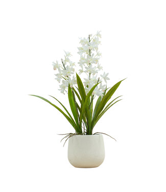 Potted Cymbidium Orchid