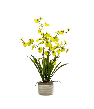 Potted Small Oncidium Orchid - Yellow