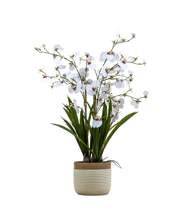Potted Large Oncidium Orchid - White