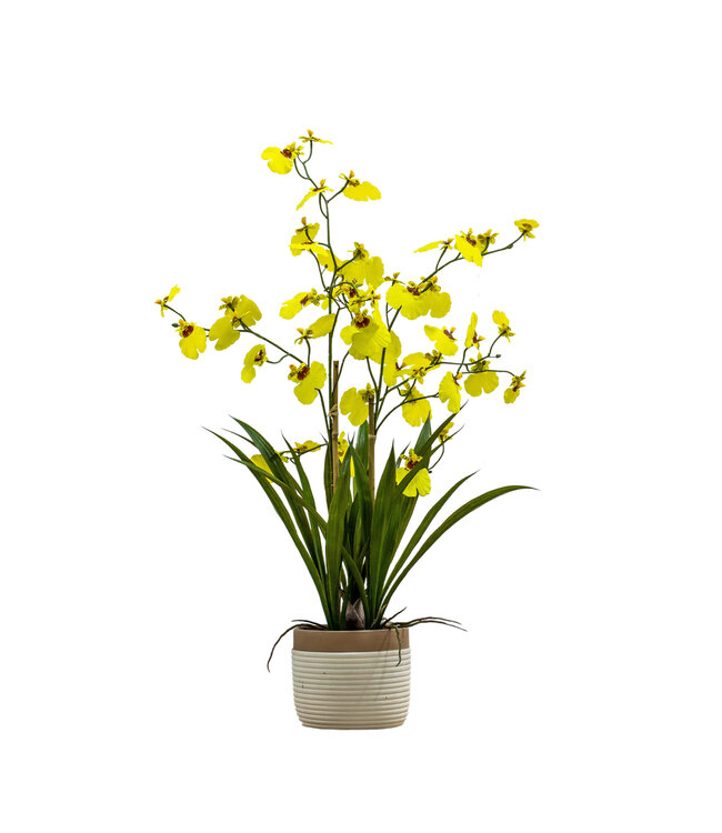 Potted Large Oncidium Orchid - Yellow