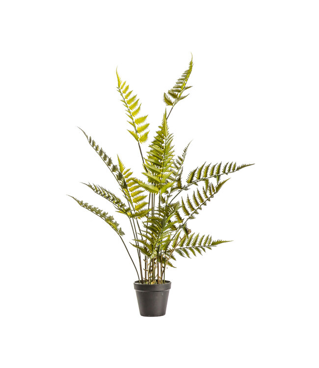 Potted Large Fern Bracken