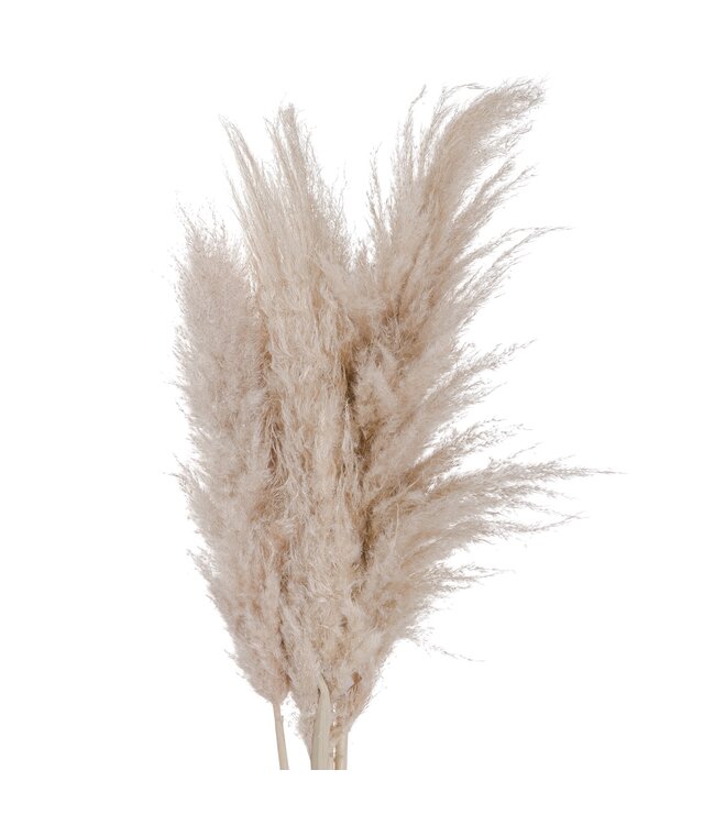 Hill Interiors Cream Pampas Grass Stem - 110 cm