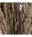 Hill Interiors Natural Pampas Grass Stem - 110 cm