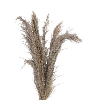 Hill Interiors Natural Pampas Grass Stem - 110 cm