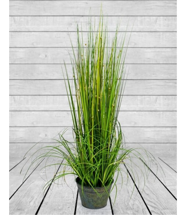 McGowan & Rutherford Ornamental Grasses in Galvanised Pot