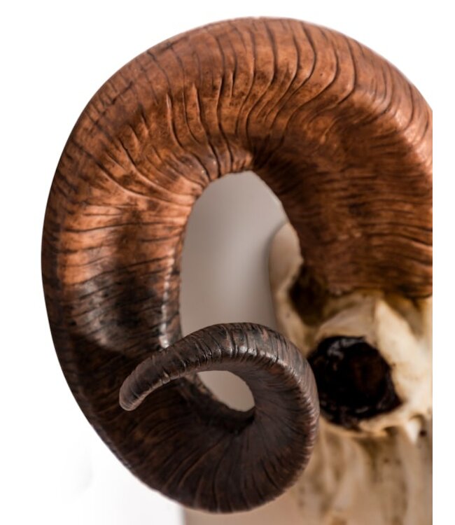 McGowan & Rutherford Ram Skull Wall Head