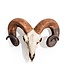 McGowan & Rutherford Ram Skull Wall Head