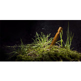 Tarp Stakes - Orange