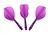 Cuesoul - Tero Flight System AK5 Rost Teardrop - Purple - Dart Flights