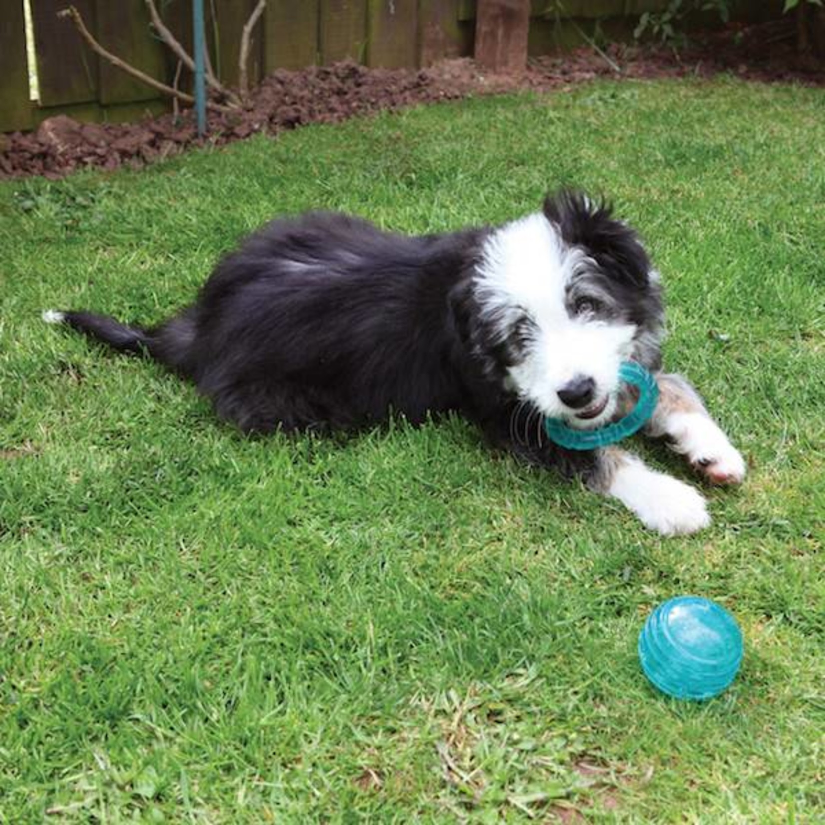 Rosewood BioSafe Germ Smart, Blue Puppy Ball Toy