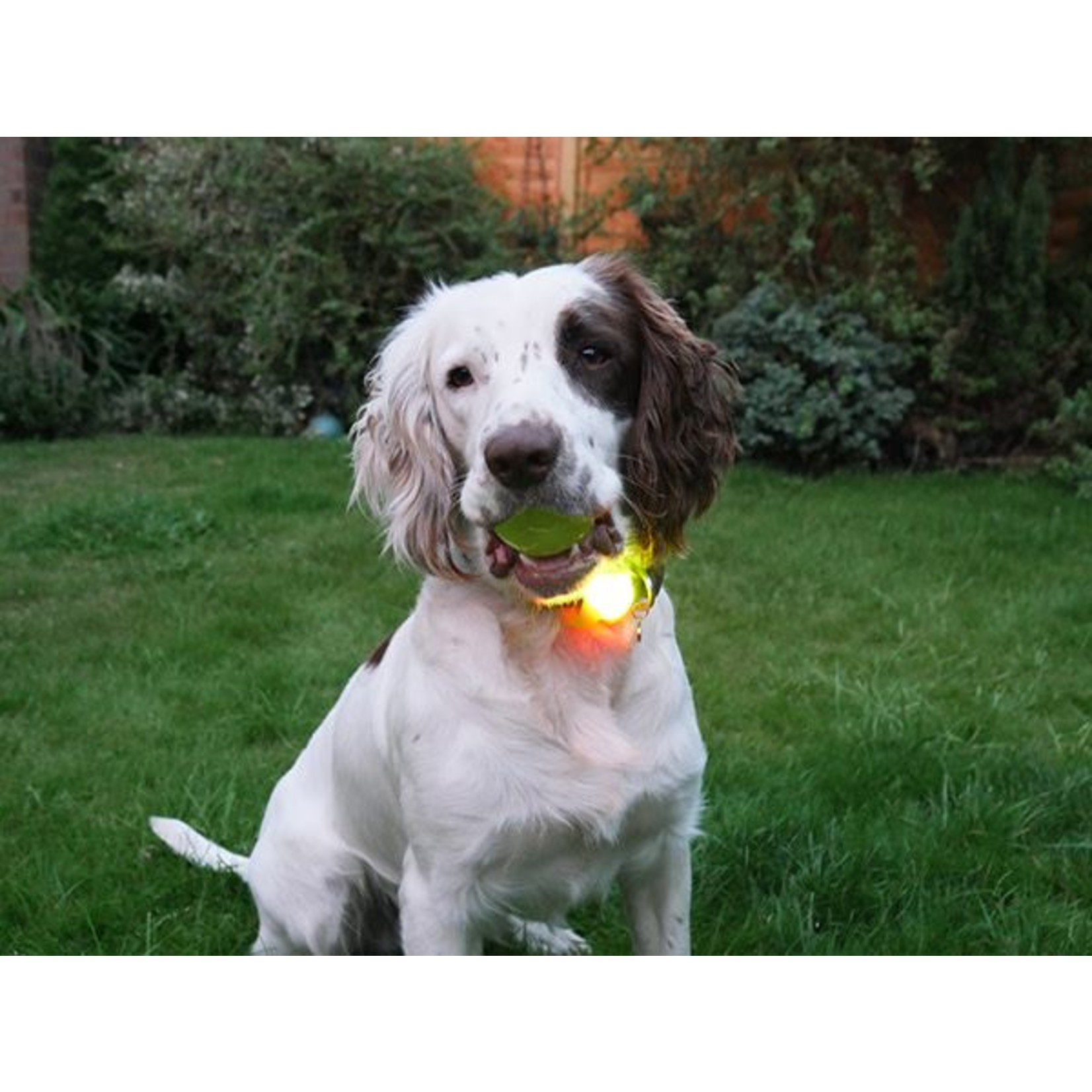 Rosewood Silicon Dog Collar Light