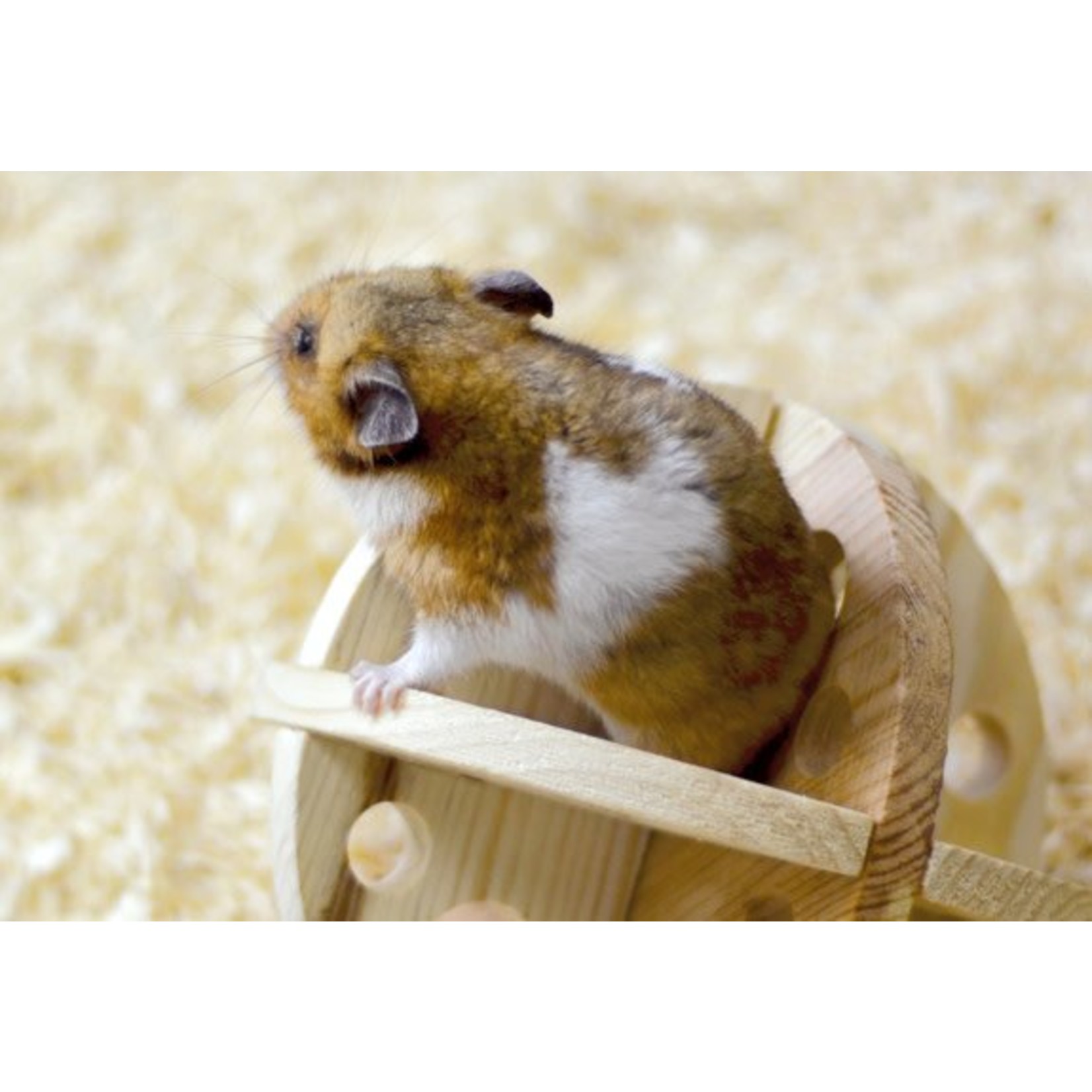 Ancol Small Animal Roll n Chew Toy