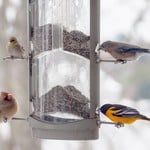 Wild bird feeders