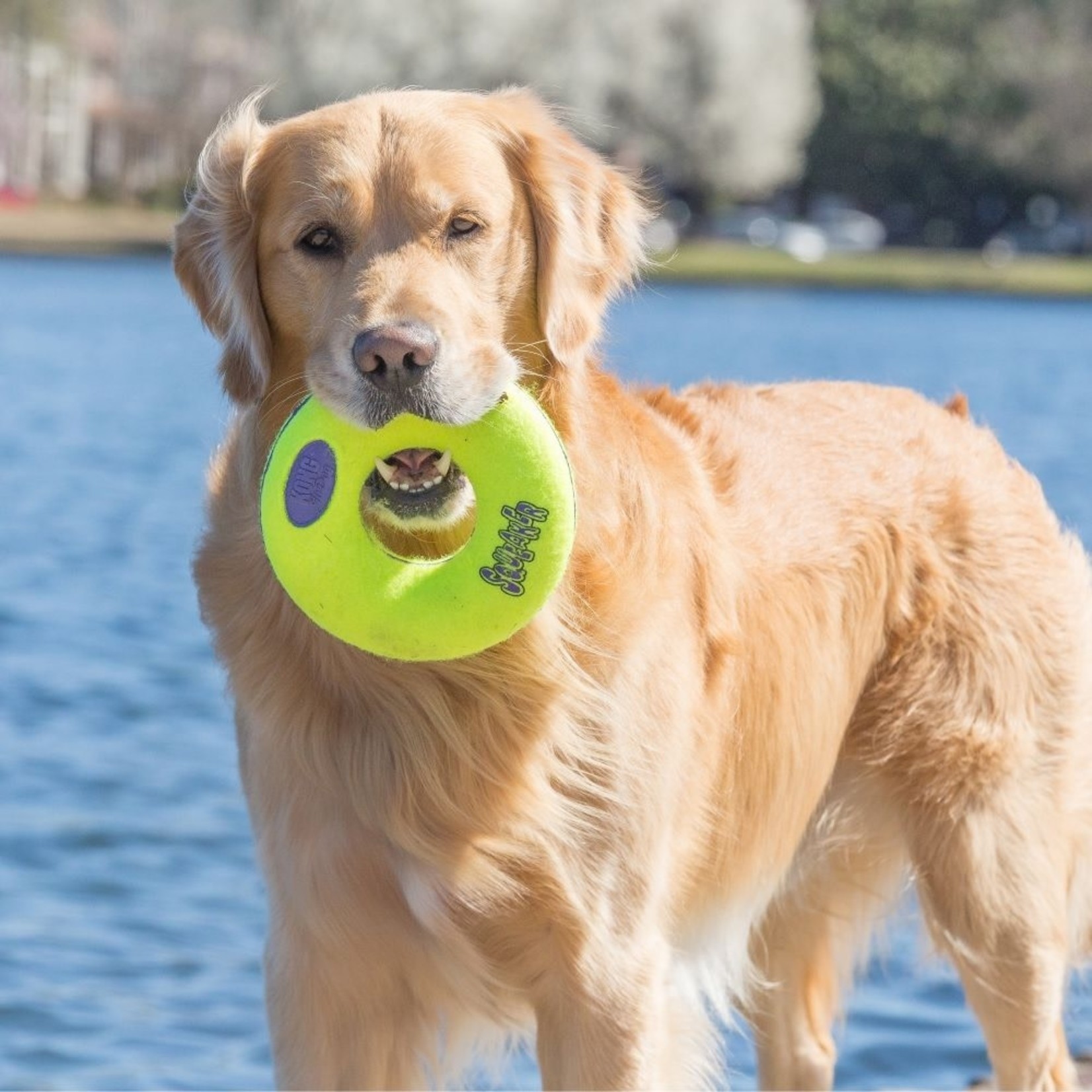 KONG AirDog Squeaker Donut Dog Toy