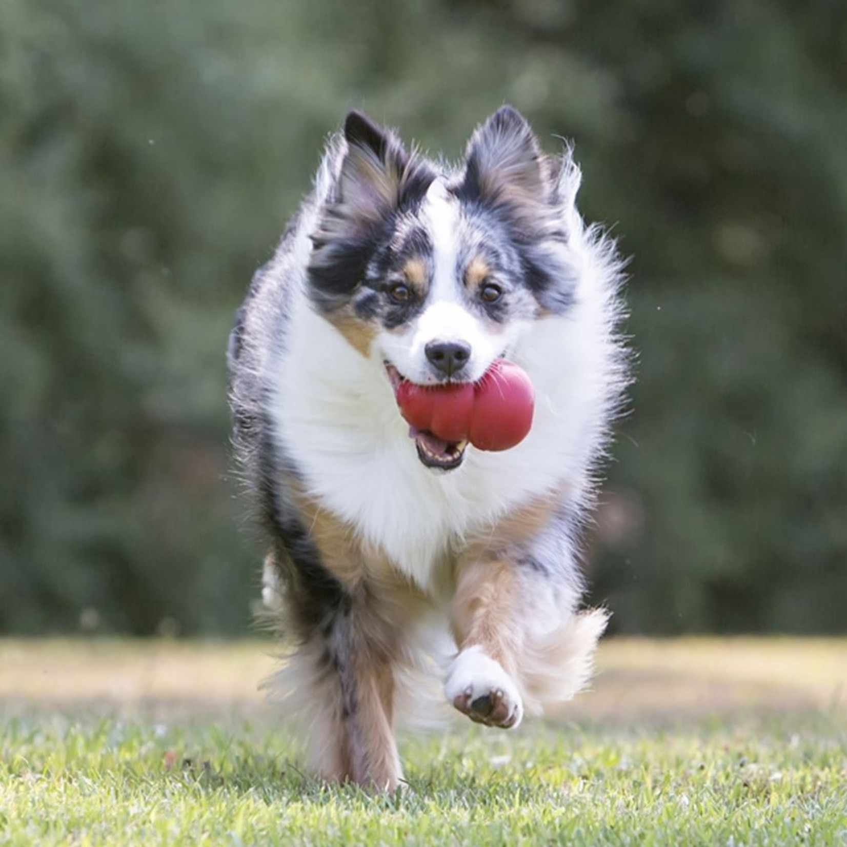 KONG Classic Red Rubber Dog Toy