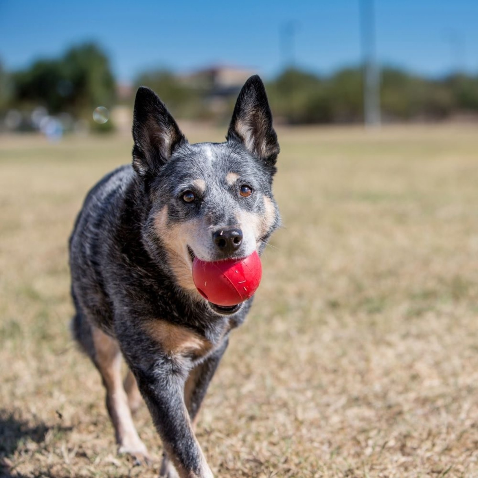 KONG Rubber Bounce Ball Dog Toy