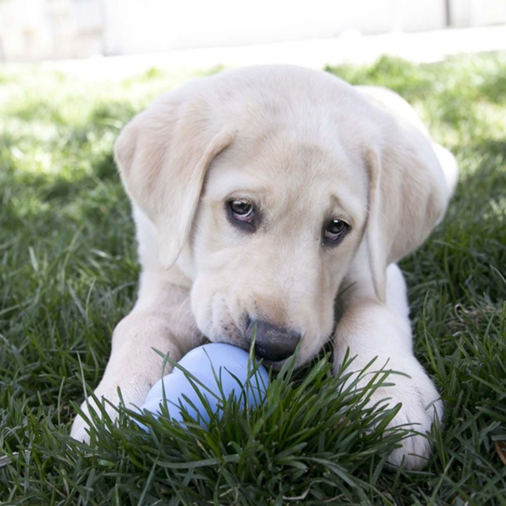 KONG Puppy Classic Toy