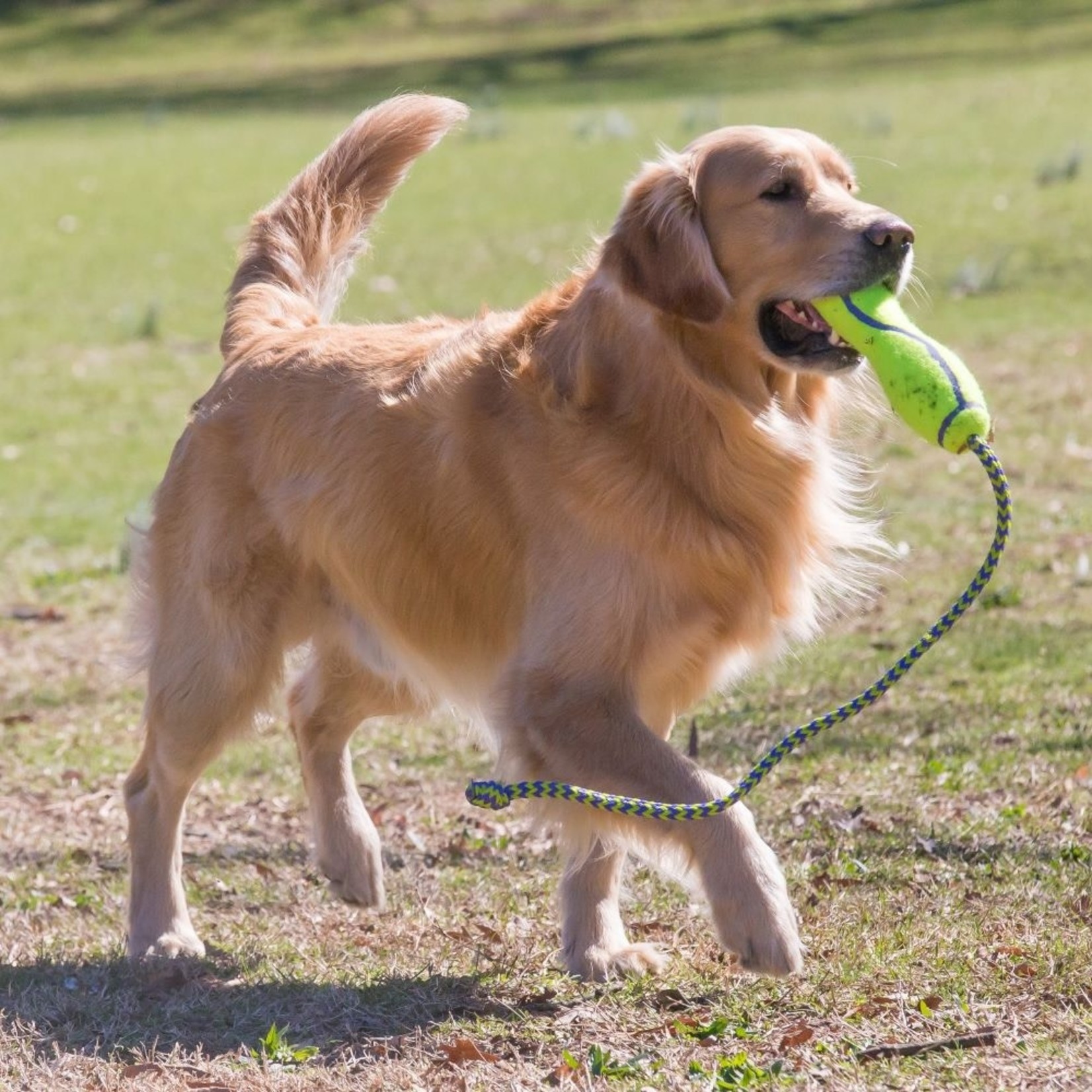 KONG AirDog Squeaker Fetch Stick with Rope Dog Toy