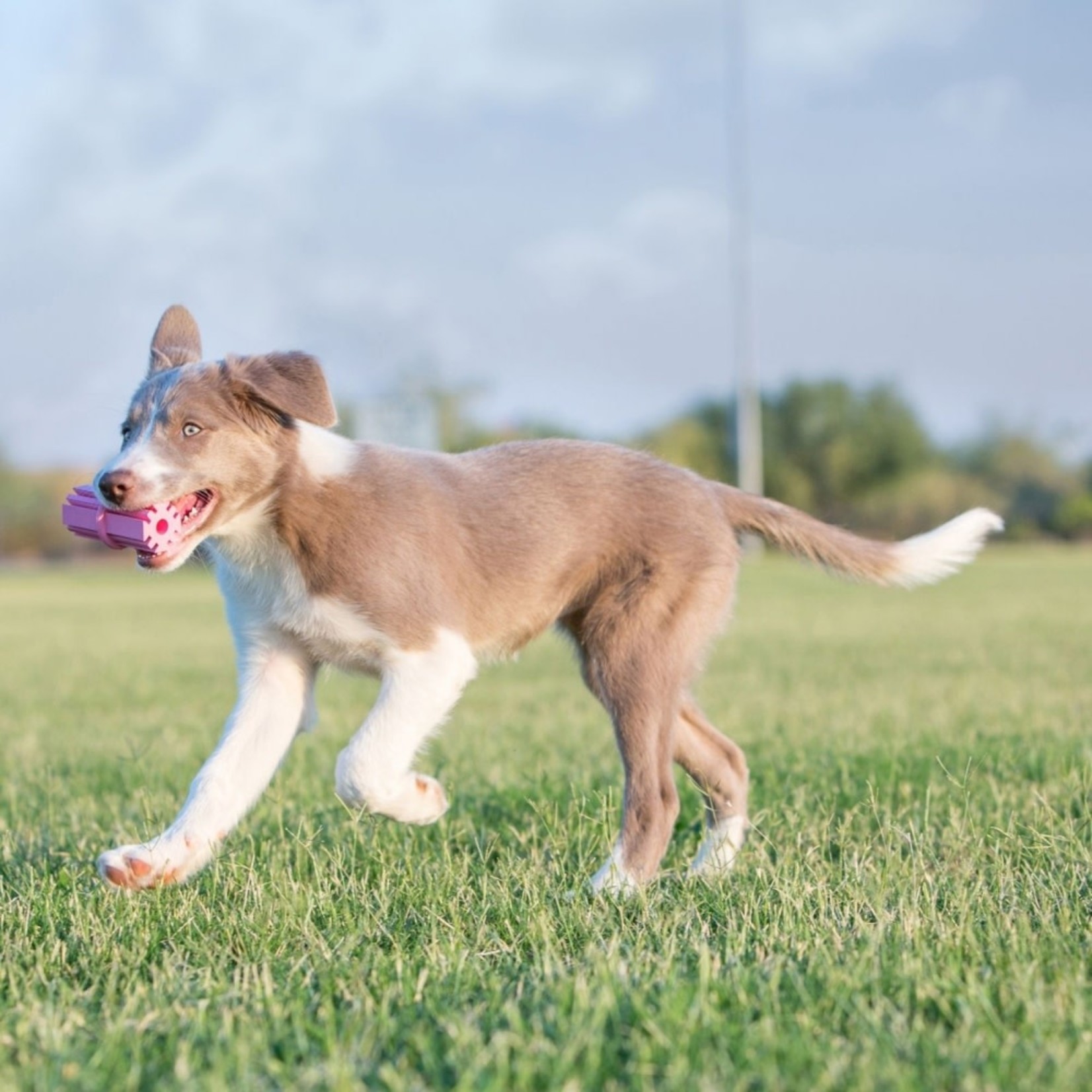 KONG Puppy Teething Stick, Large