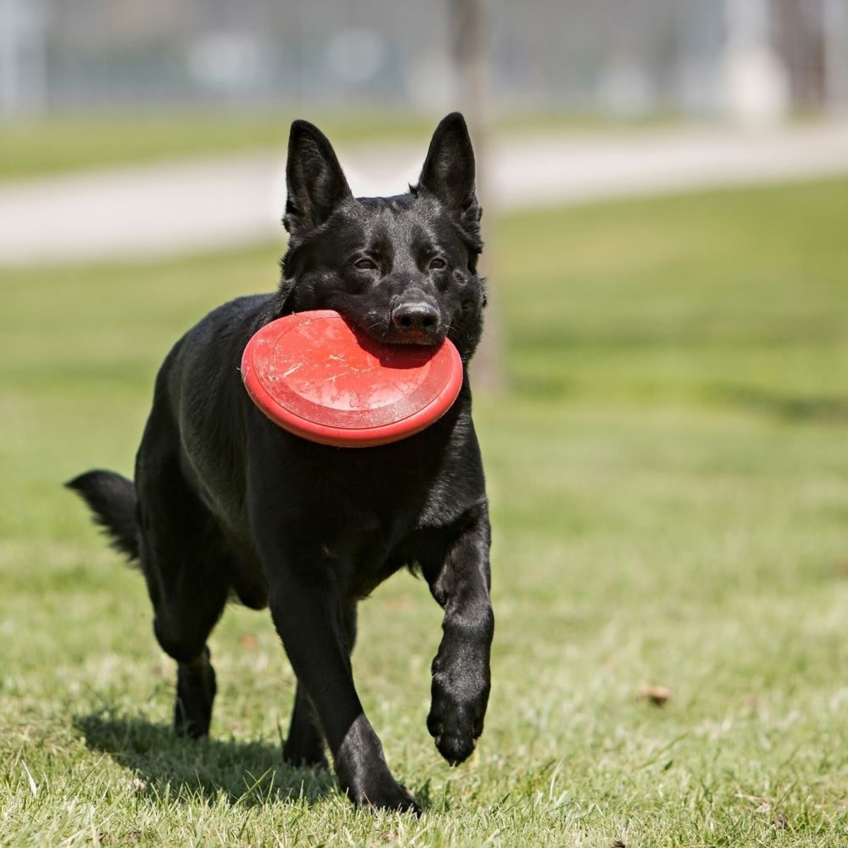 KONG Flyer Frisbee Flexible Rubber Dog Toy, Large