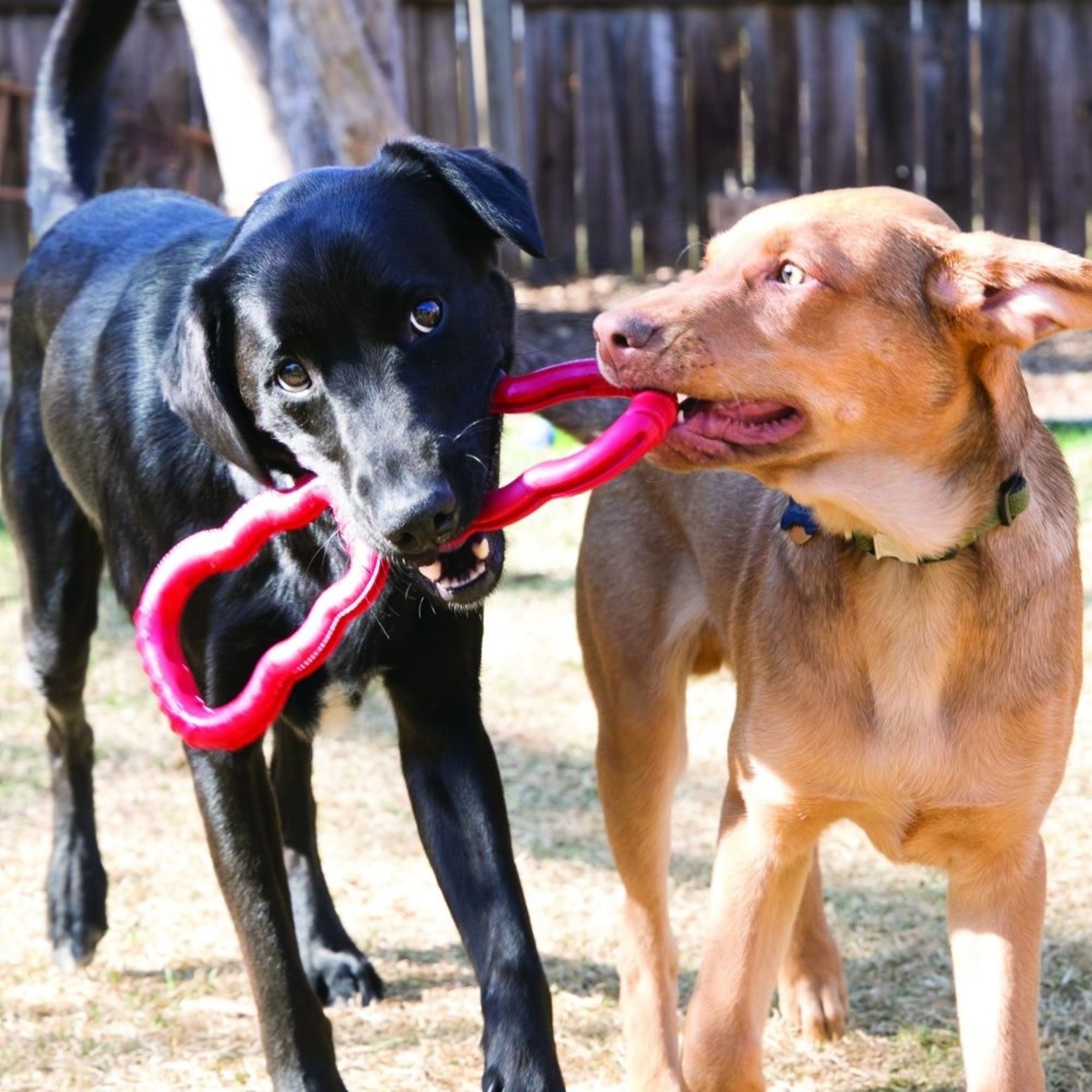 KONG Tug Toy Rubber Dog Toy