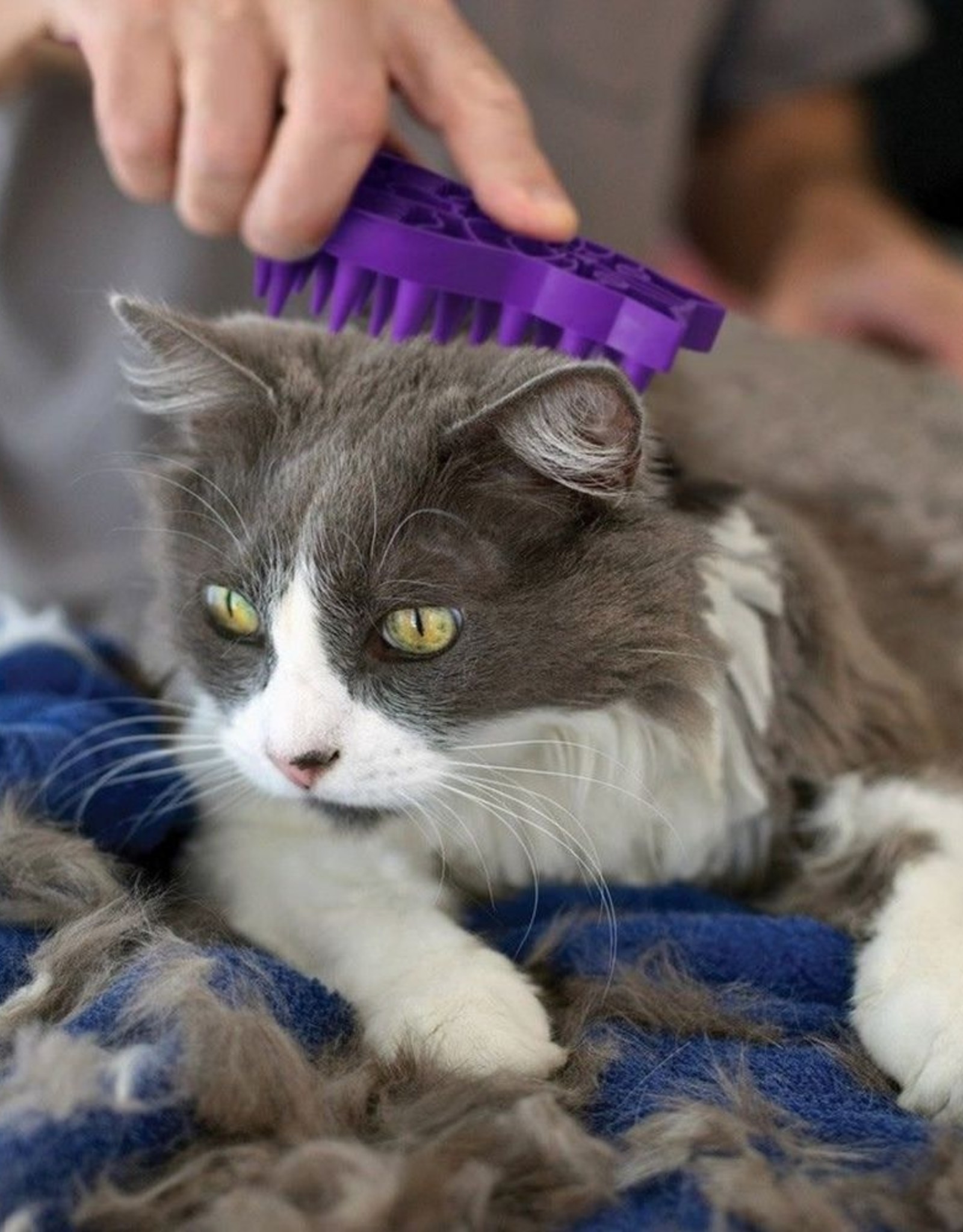 Zoom Groom Brush for Cats Pet Care By Post