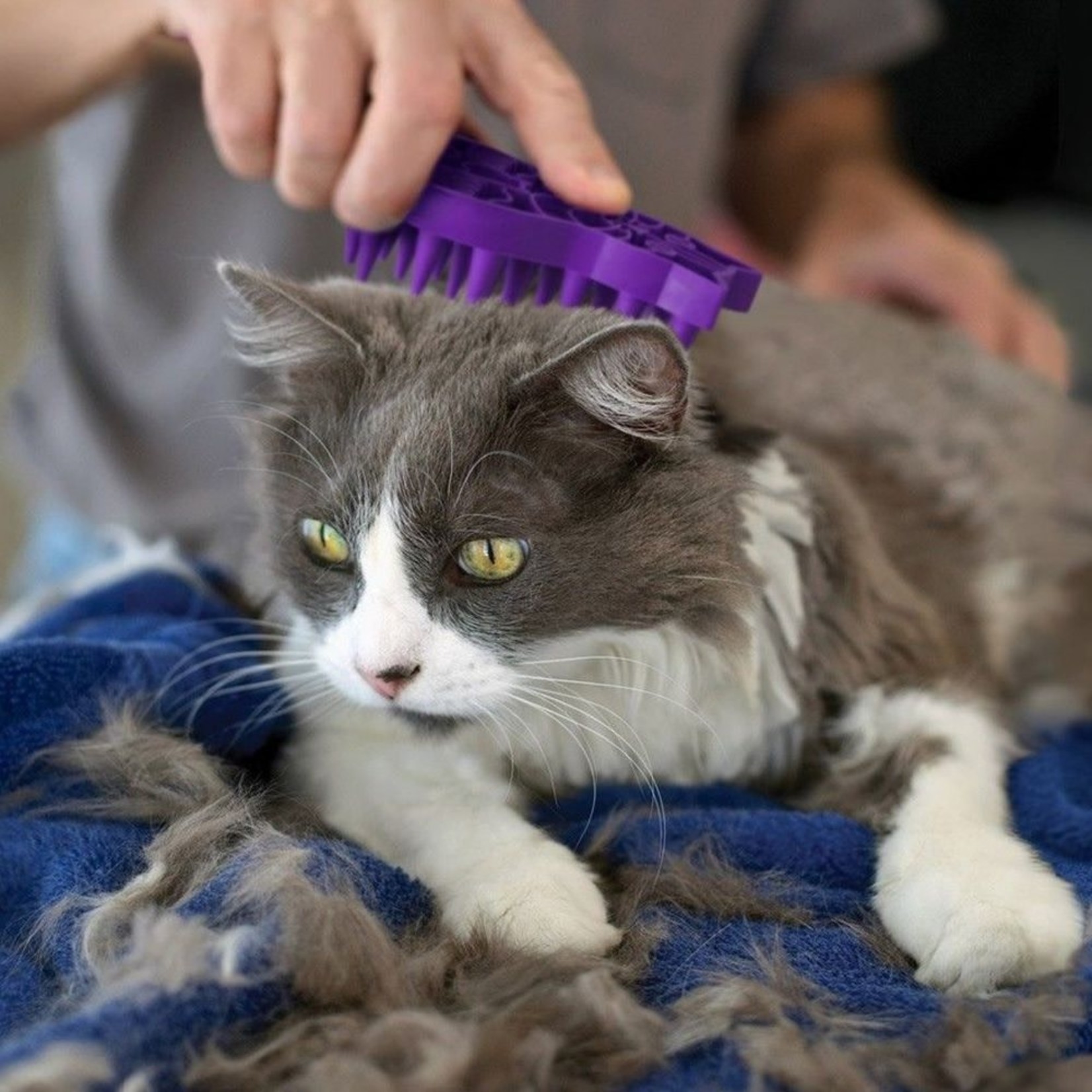 KONG Zoom Groom Brush for Cats