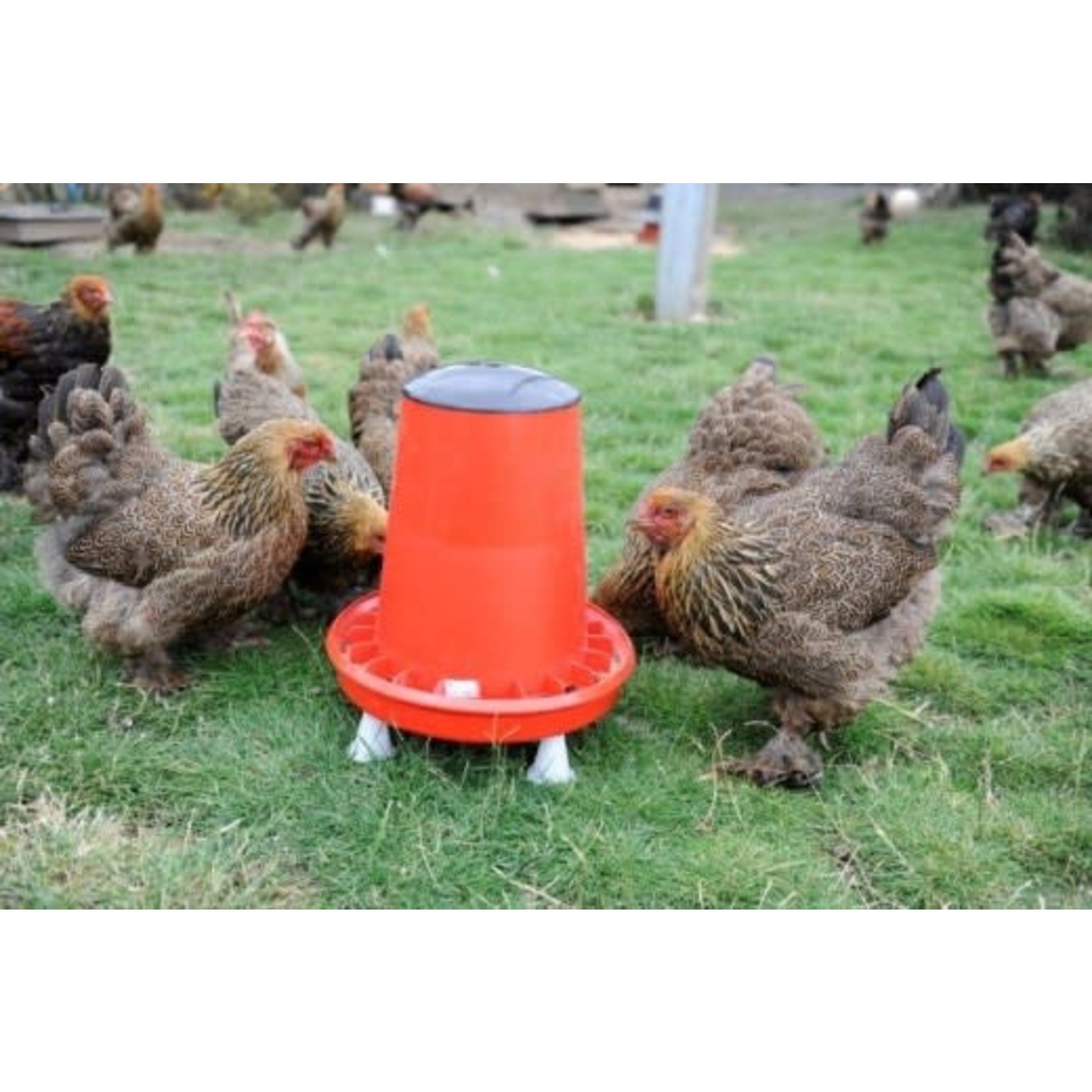 Supa Tissington Poultry Feeder with Handle, 12kg