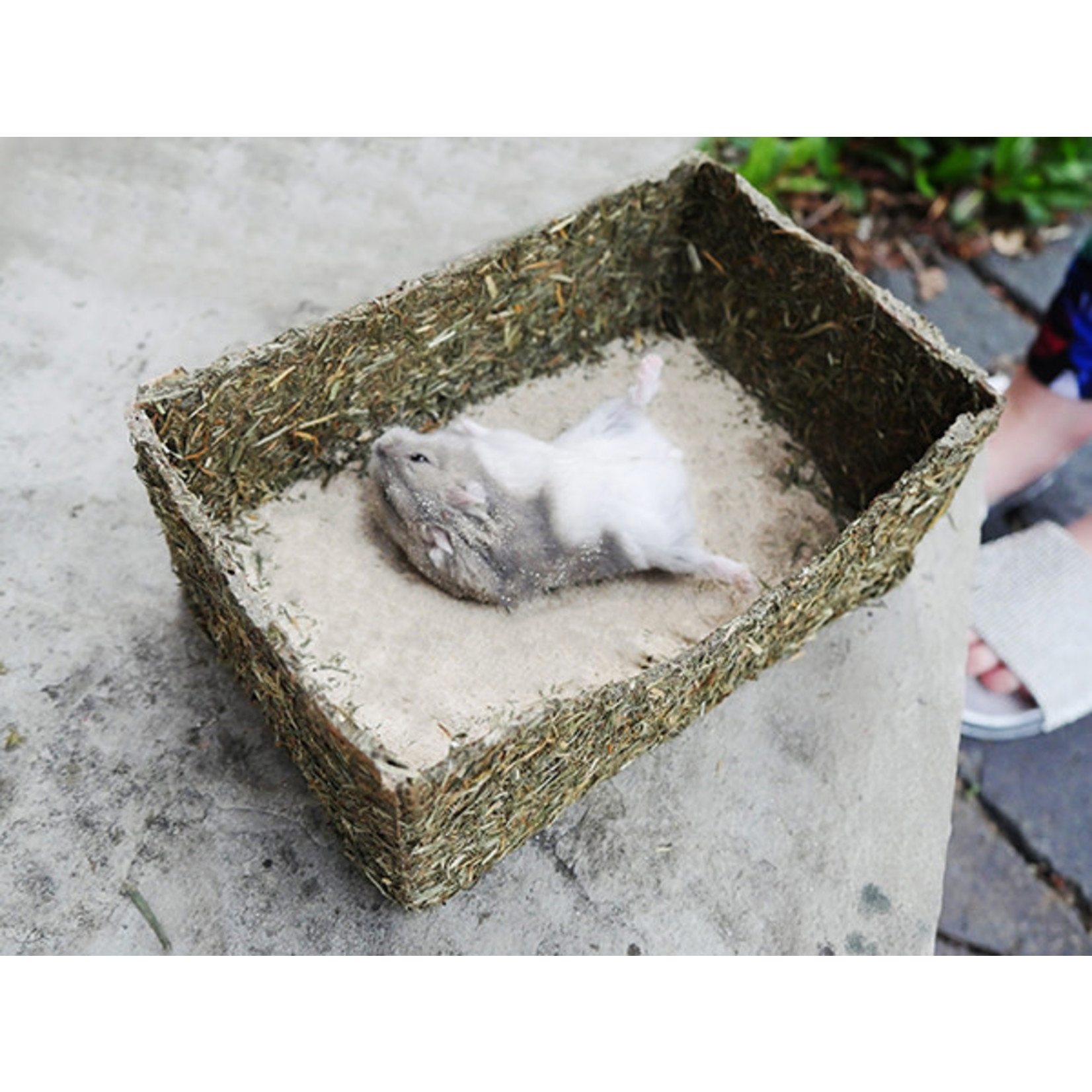 Rosewood Rollin' Rodent Small Animal Sand Bath