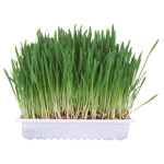 Trixie 'Grow Your Own' Small Animal Grass, 100g