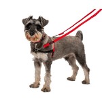 Company of Animals Halti Dog Training Lead, Red