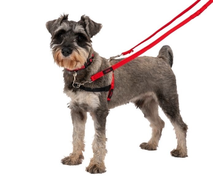 Halti Dog Training Lead, Red Pet Care By Post