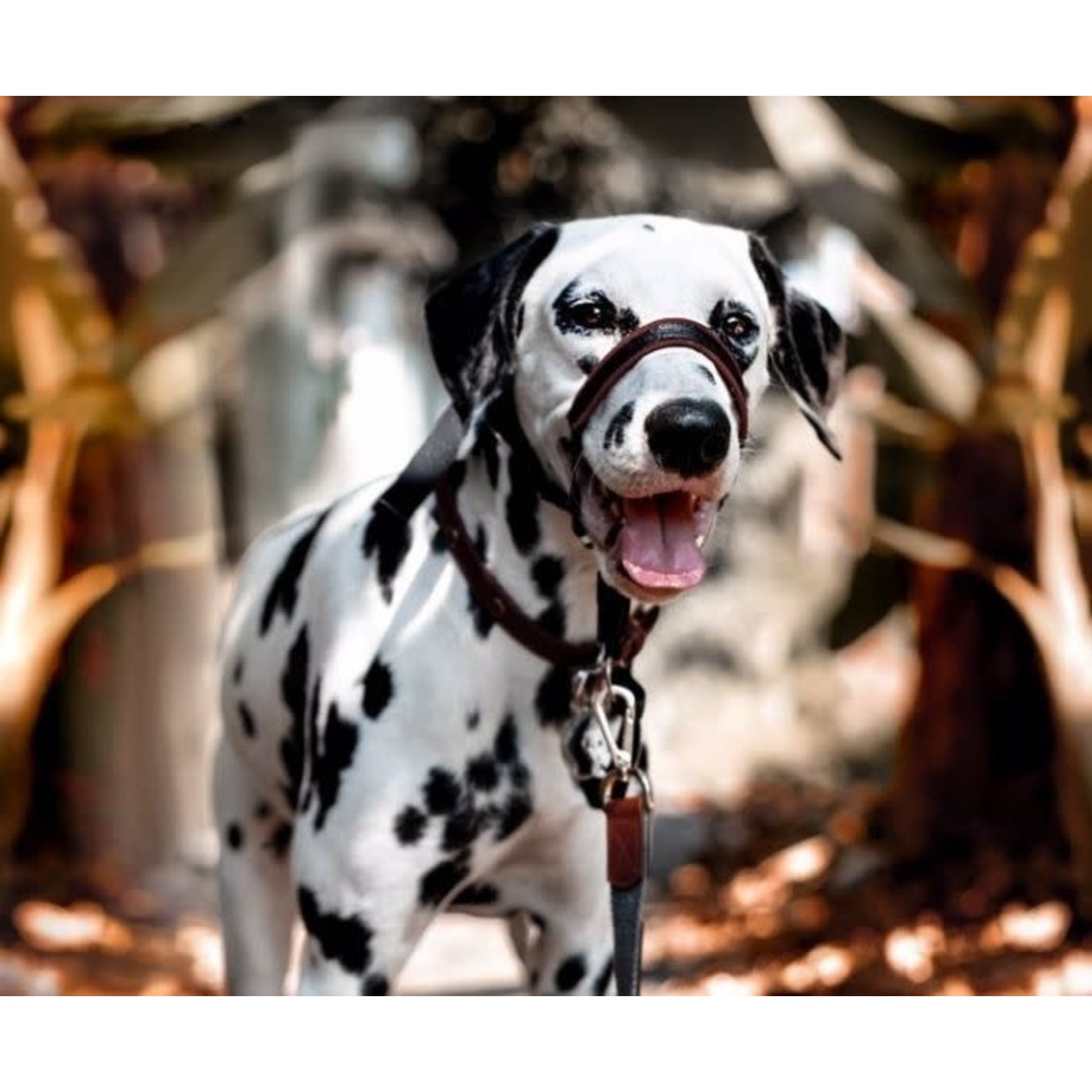 Company of Animals Halti Dog Optifit Headcollar