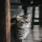 Kitten