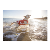 Dog Rash Vest with UV Protection Pet Care By Post