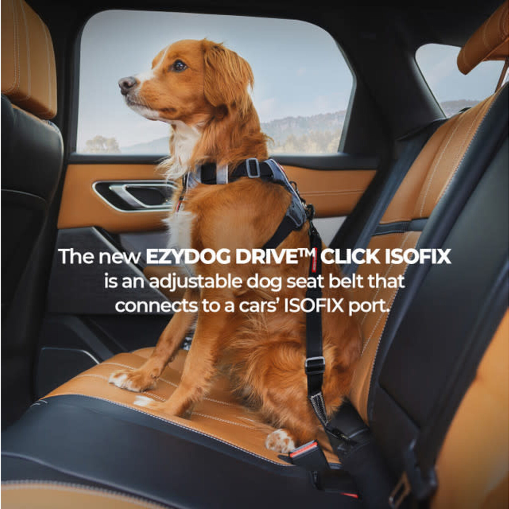 EzyDog ISOFIX Click Dog Seat Belt Car Restraint, Standard 43-65cm