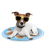 All For Paws Chill Out Foldable Cooling Mat for Dogs, Papaya