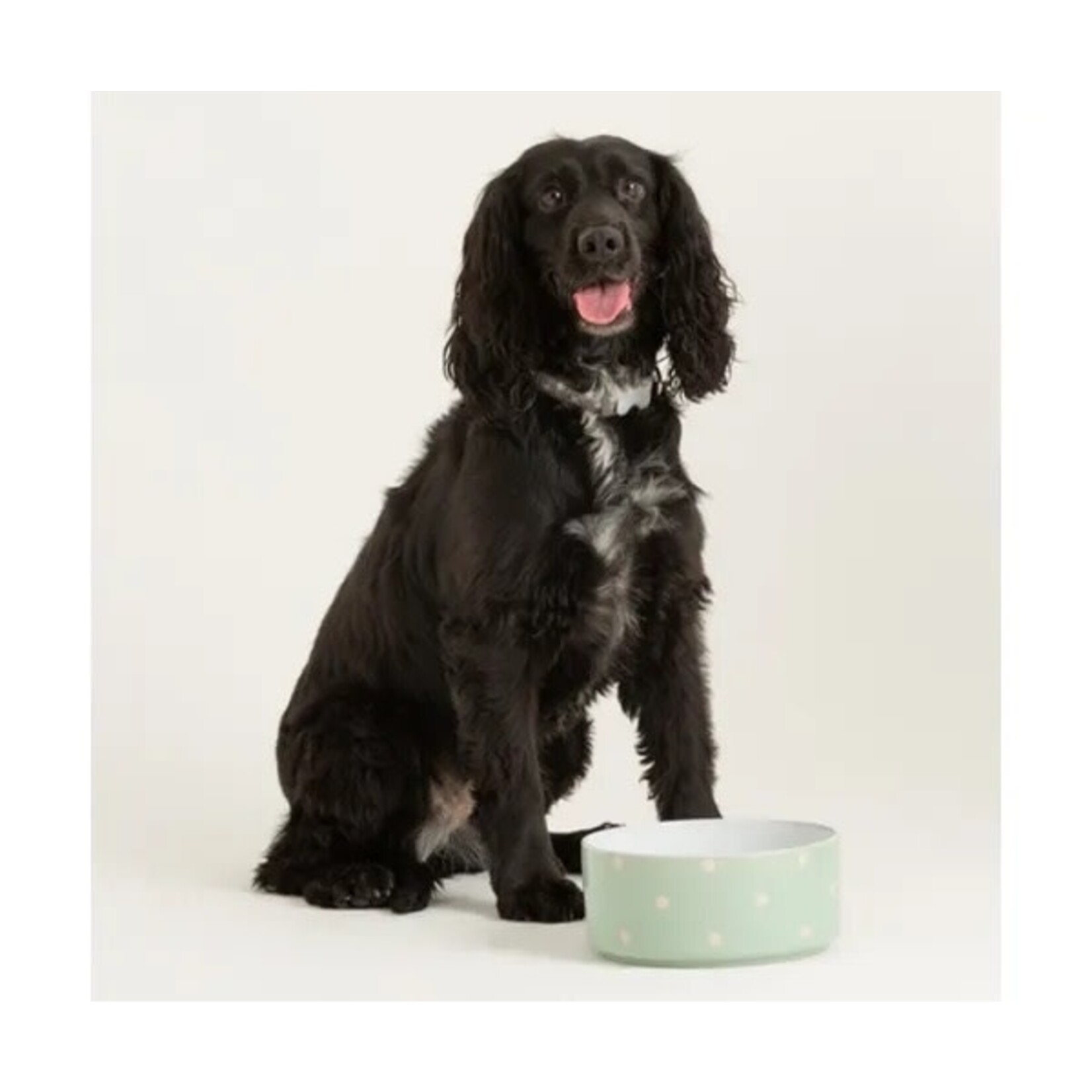 Mason Cash Polka Dot Sage Pet Bowl, 18cm