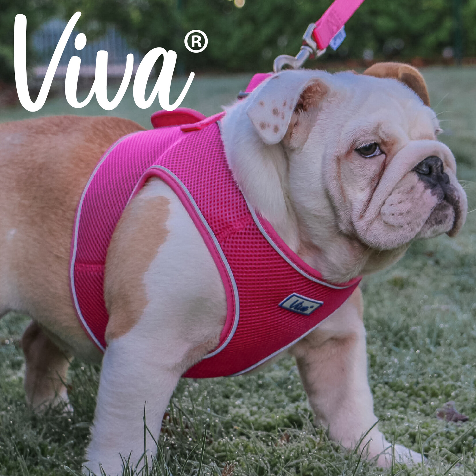 Ancol Viva Step-in Quick Fit Reflective Dog Harness, Pink