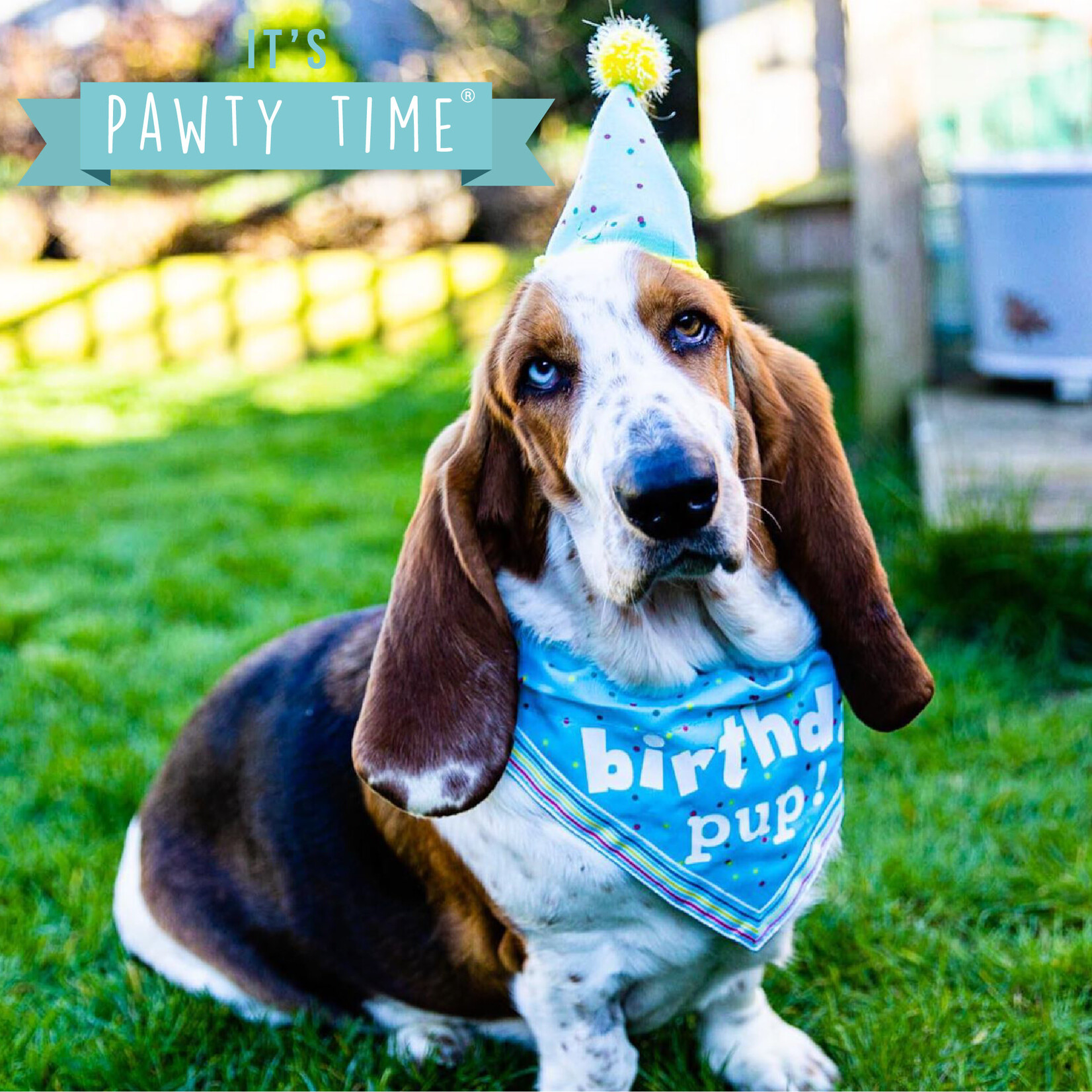 Ancol It's My Birthday Dog Bandana & Party Hat