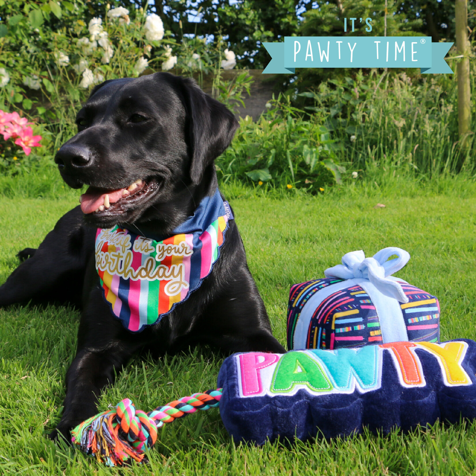 Ancol Pawty Dog Birthday Bandana