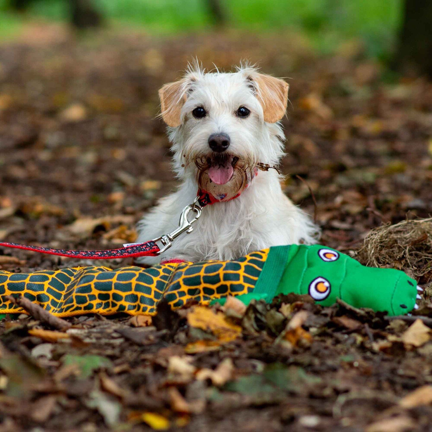 Ancol Tough Crocodile Squeaky Dog Toy with Recycled Stuffing, 70cm