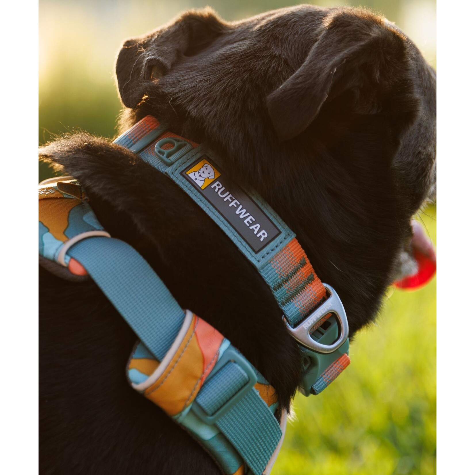 Ruffwear Front Range Dog Collar, Spring Fade