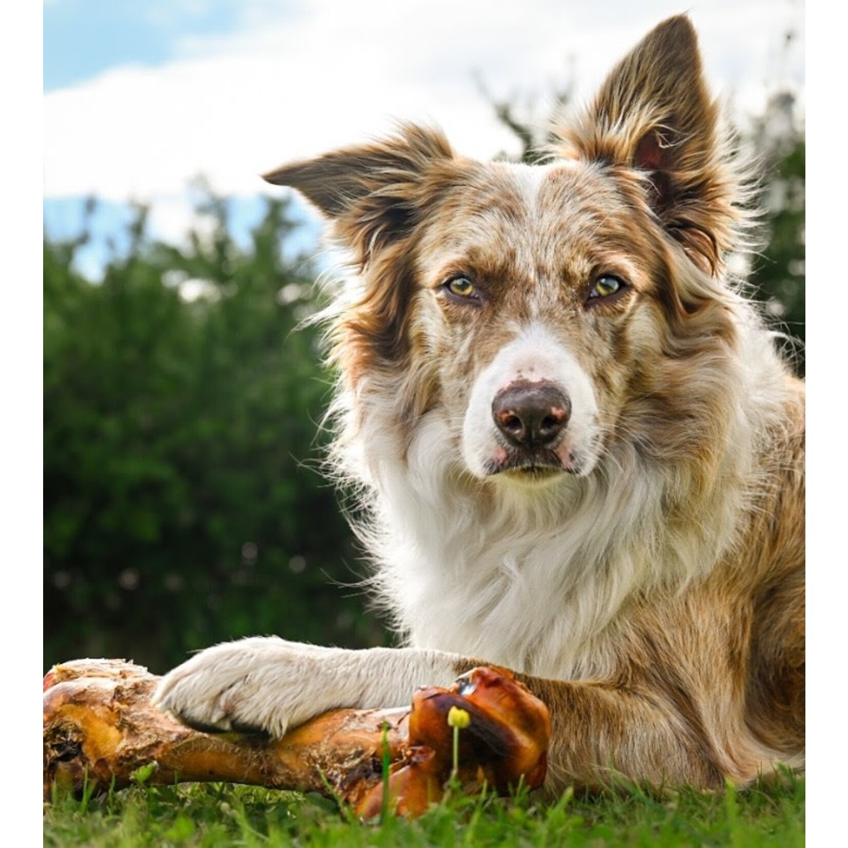 Anco Naturals Ostrich Dino Bone Dog Chew