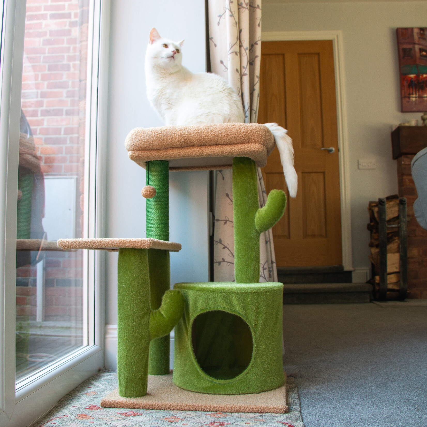 Cat cactus bed online