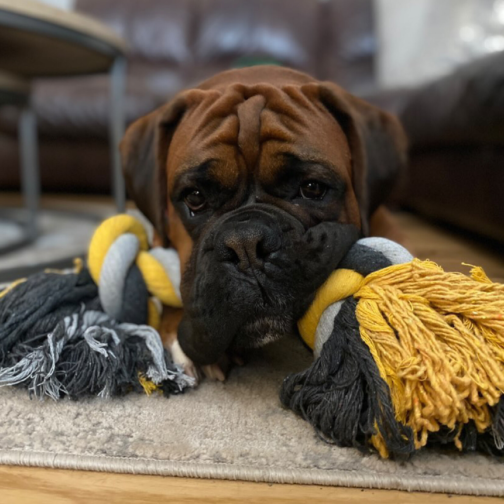 Ancol Jumbo Jaws Chunky Rope Dog Toy