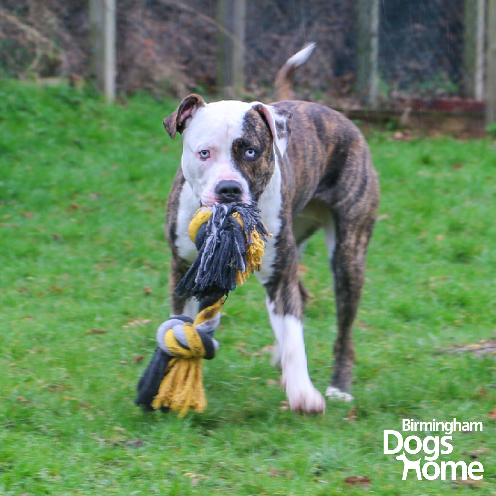 Ancol Jumbo Jaws Chunky Rope Dog Toy