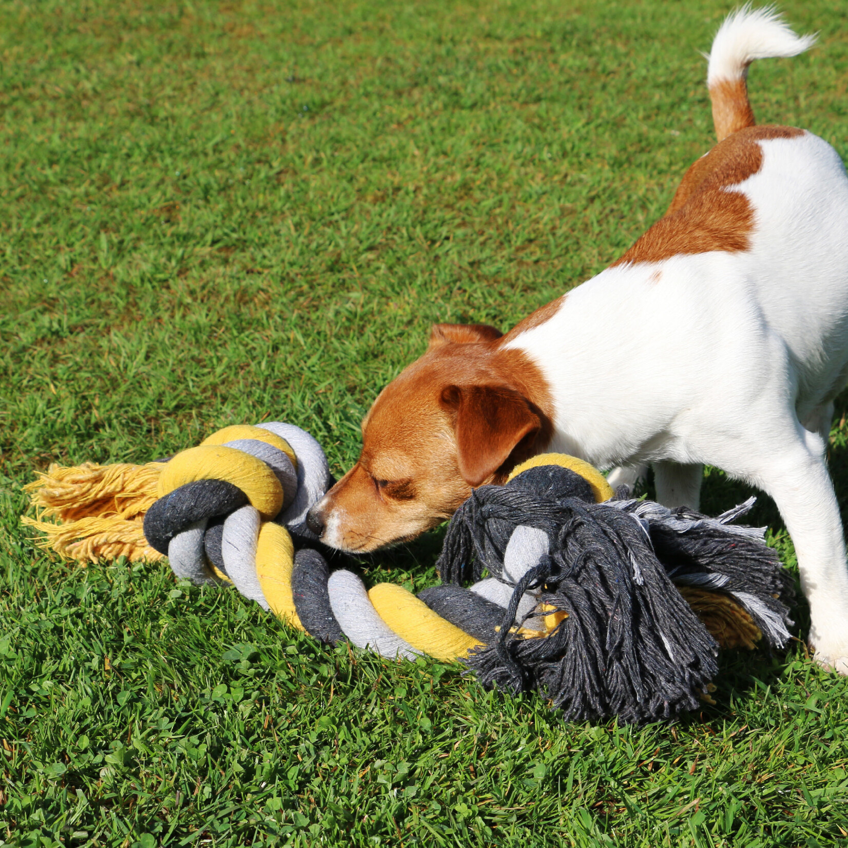 Ancol Jumbo Jaws Chunky Rope Dog Toy